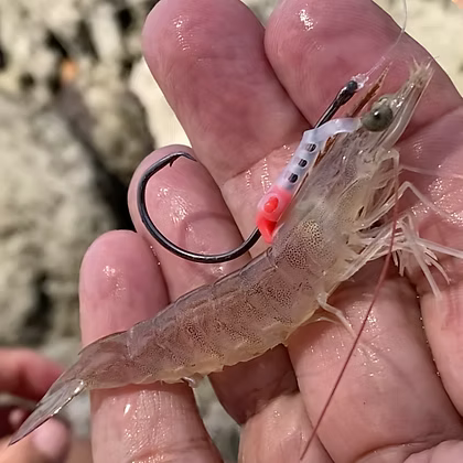 Palm Beach Tackle Shrimp Walker 2 rigging system